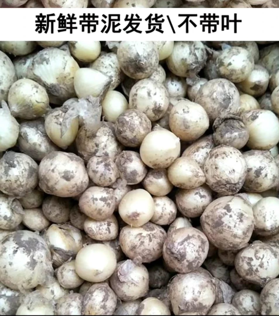 苦藠新鲜现挖现发