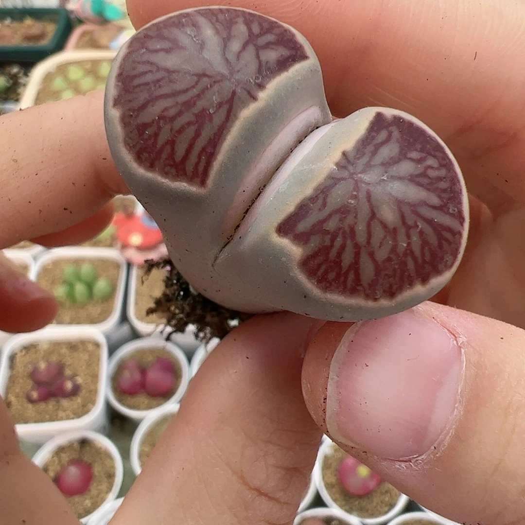 【闪购商品】148 圣诞福利