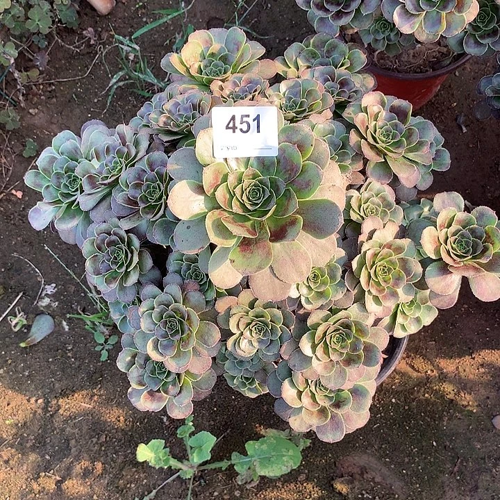 多肉植物圆叶灰451