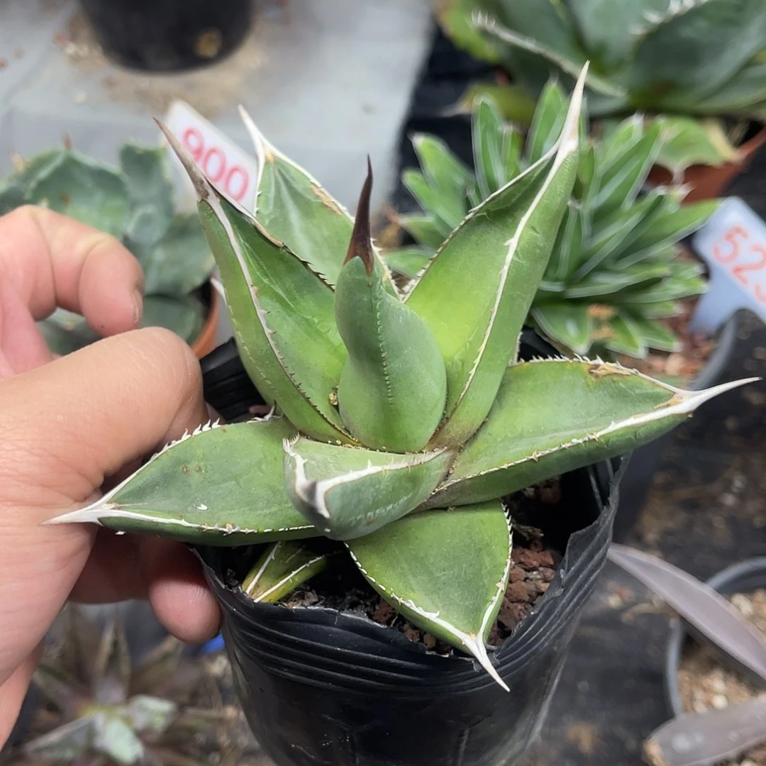 密刺帝释天龙舌兰