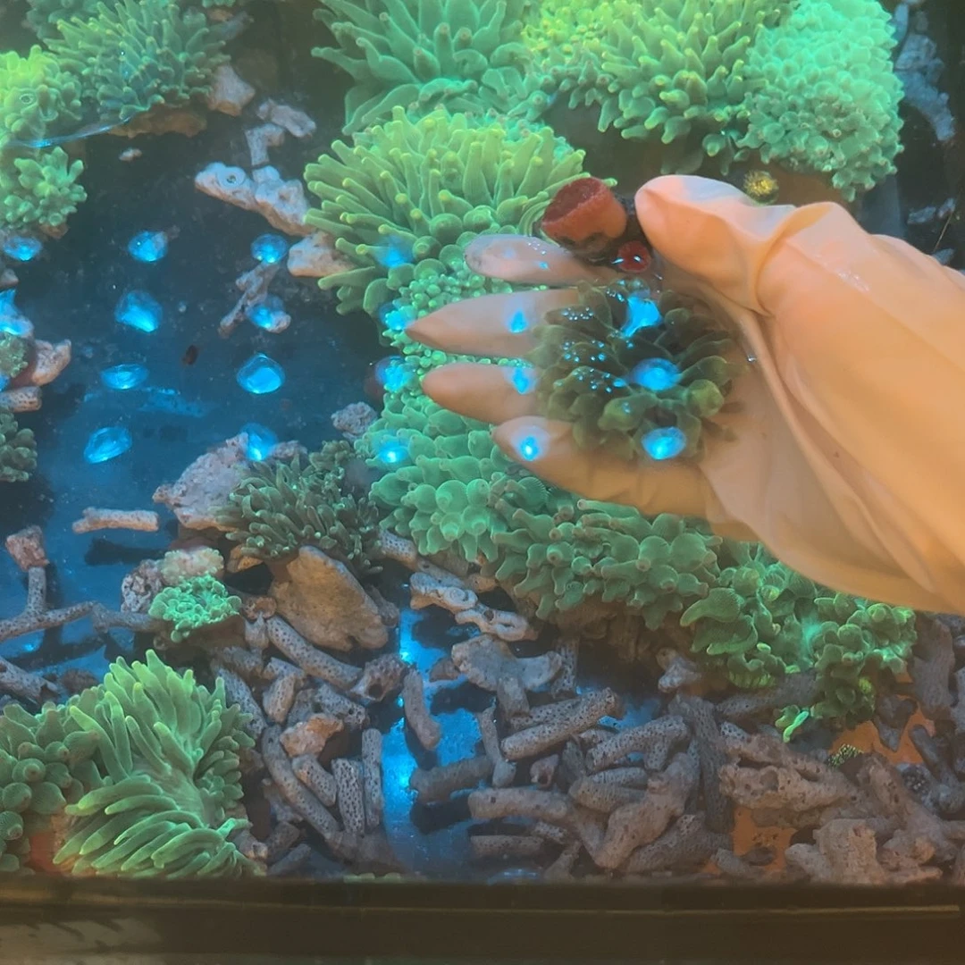 张****纽扣珊瑚炮仗奶嘴