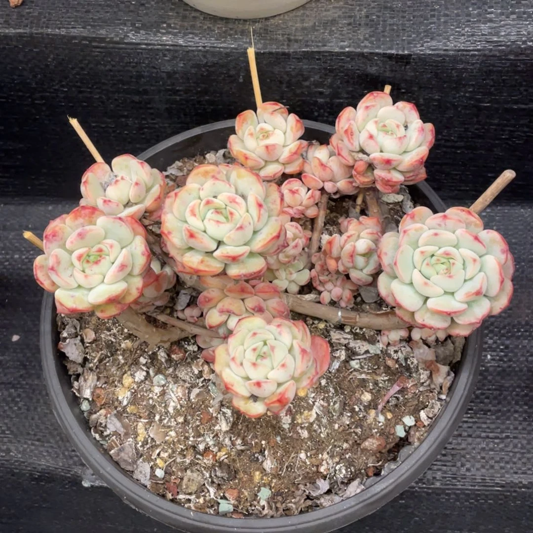 弥鹿之森一物一拍