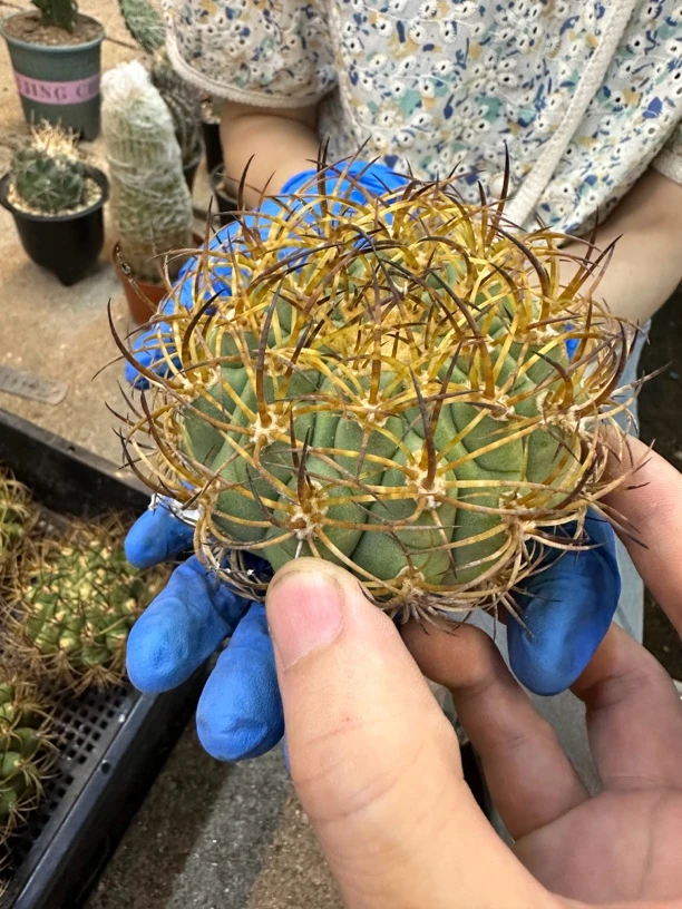 仙人球五百津玉狂刺