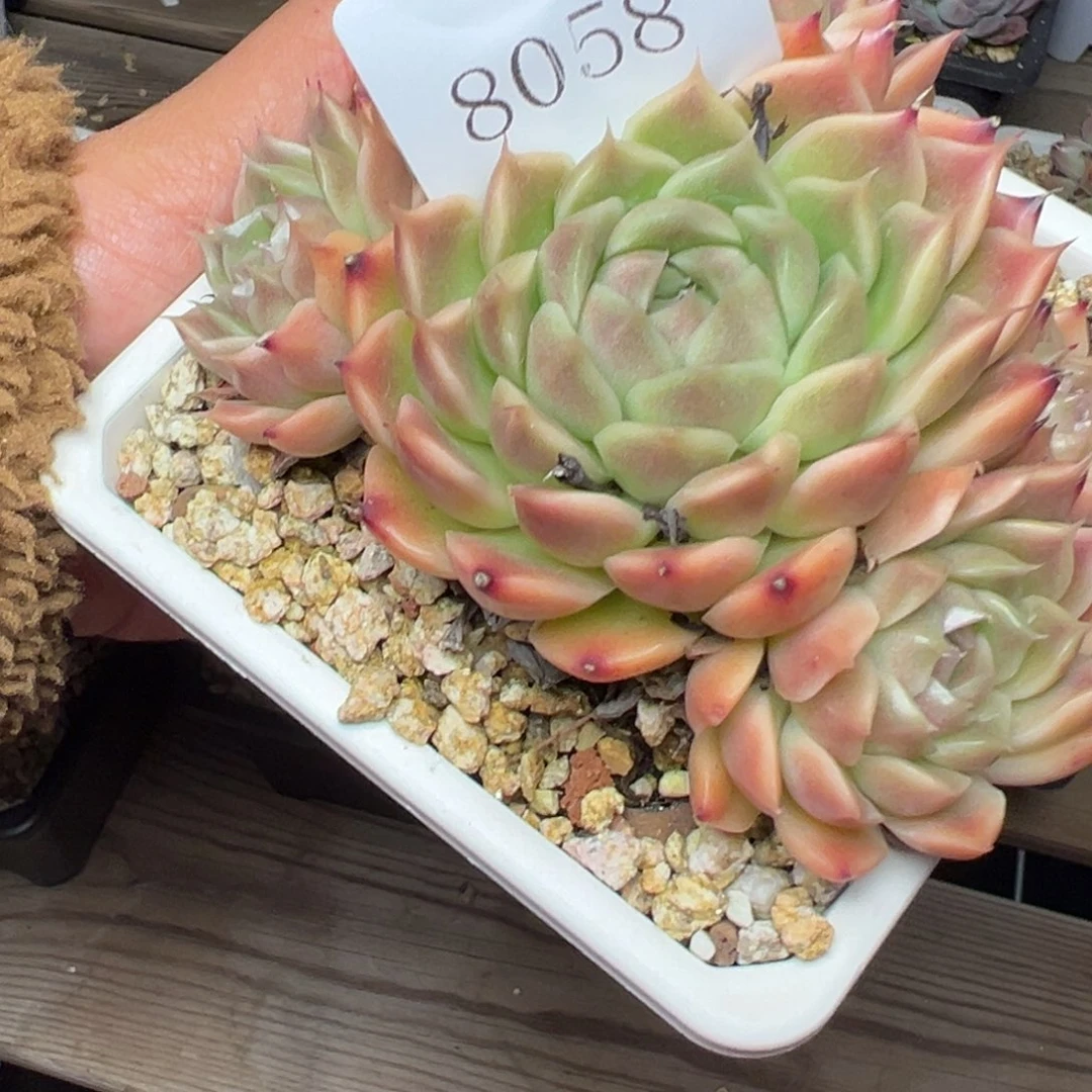 假*8058人物多哦哦肉多哟