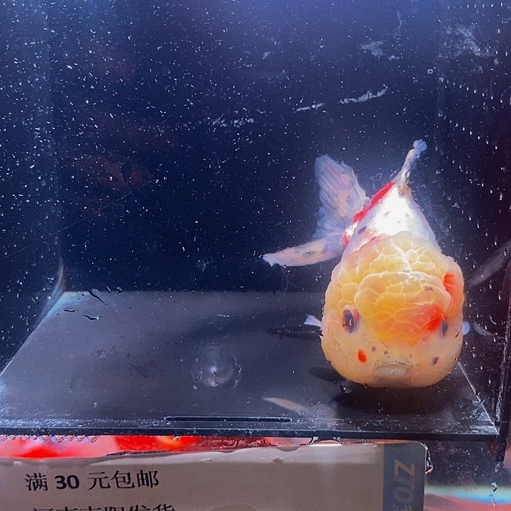 葱***2海水金鱼虾滑入锅中