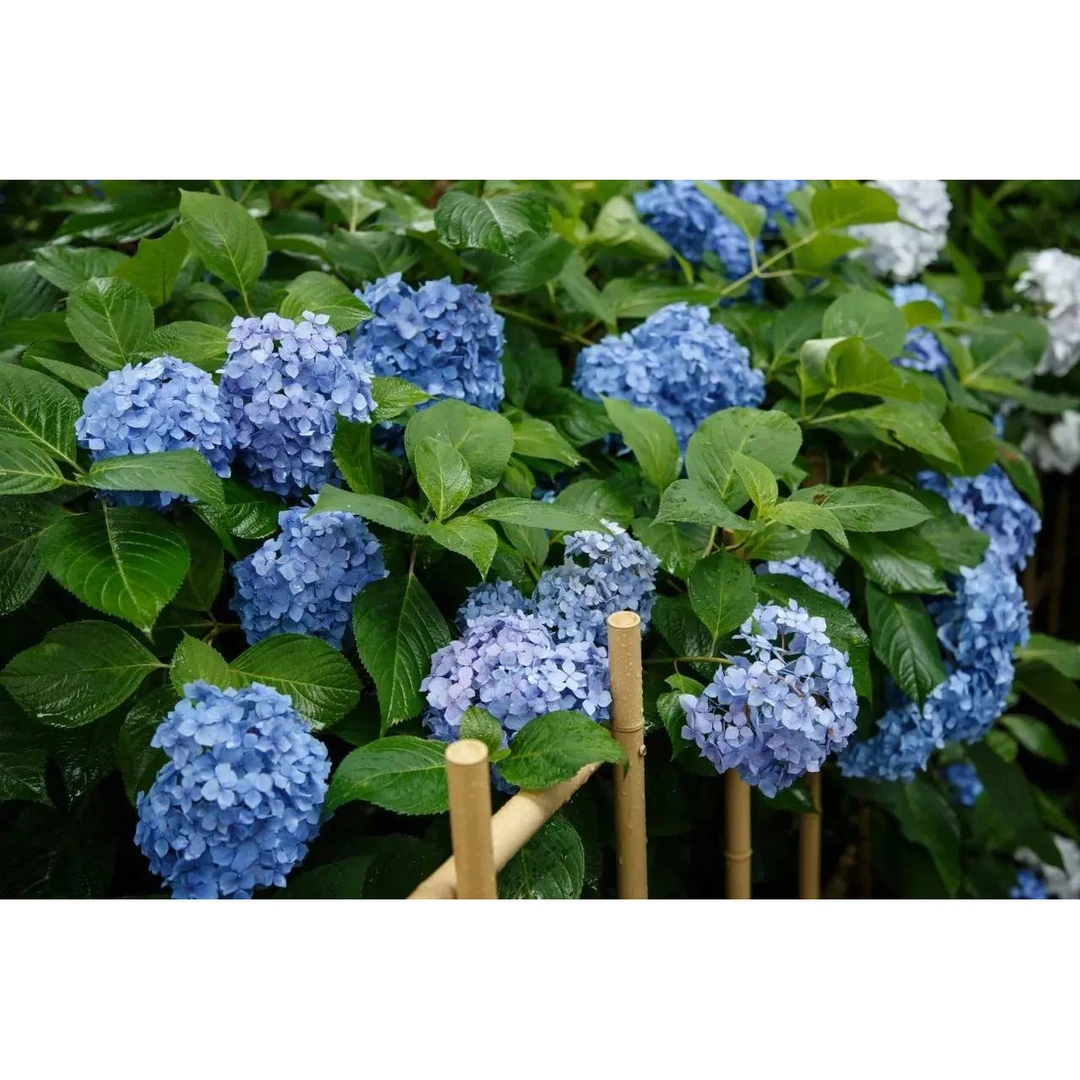 【2加仑】绣球花盆栽室内好养的花四季开花不断无尽夏大花易成活