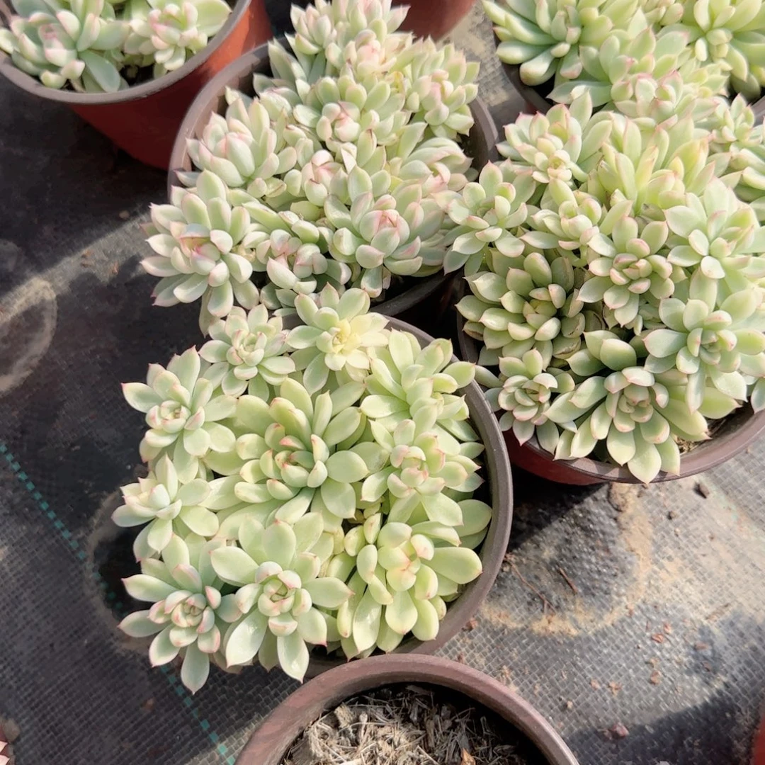 无花朵120女雏锦群