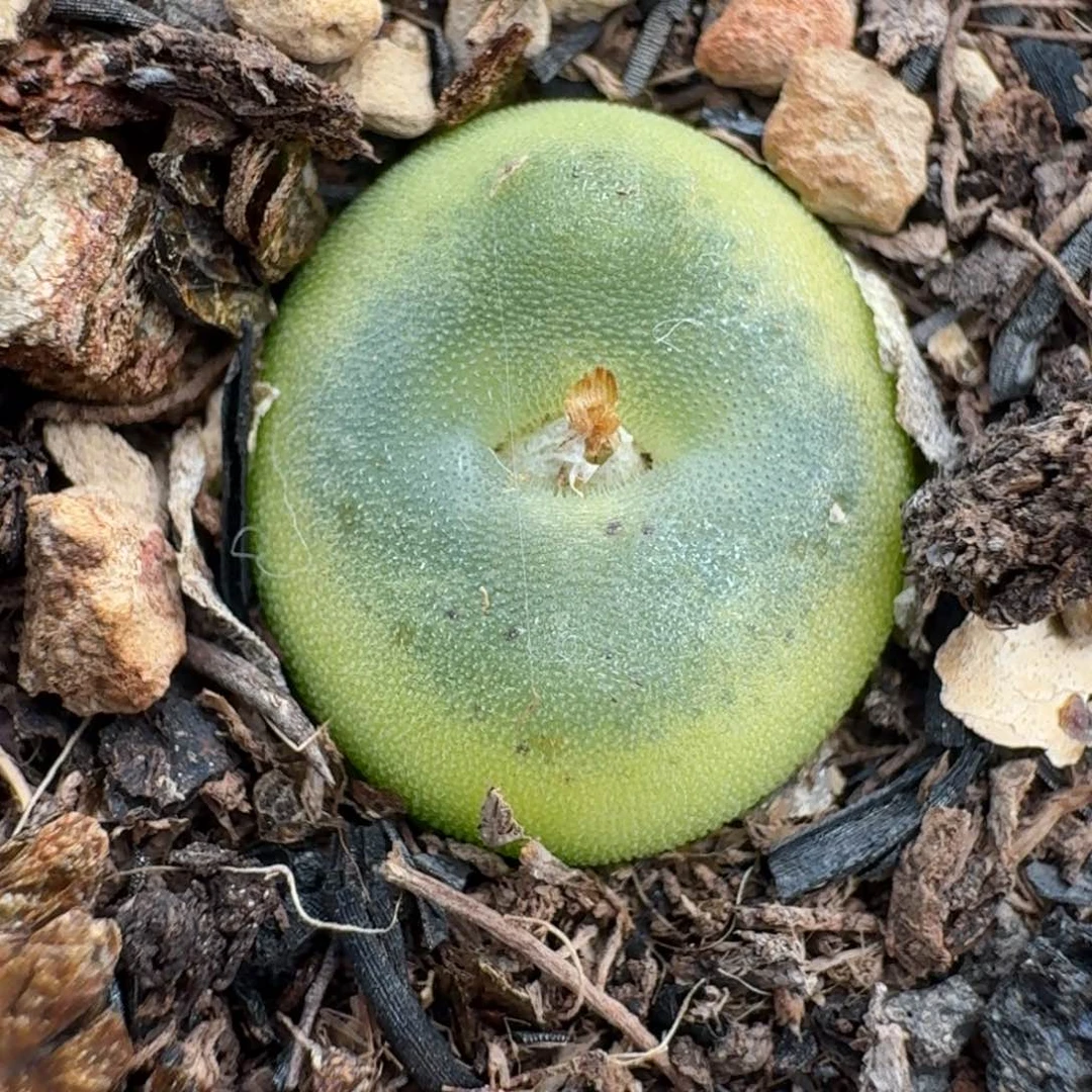 433水晶鞋带盆土发货00000