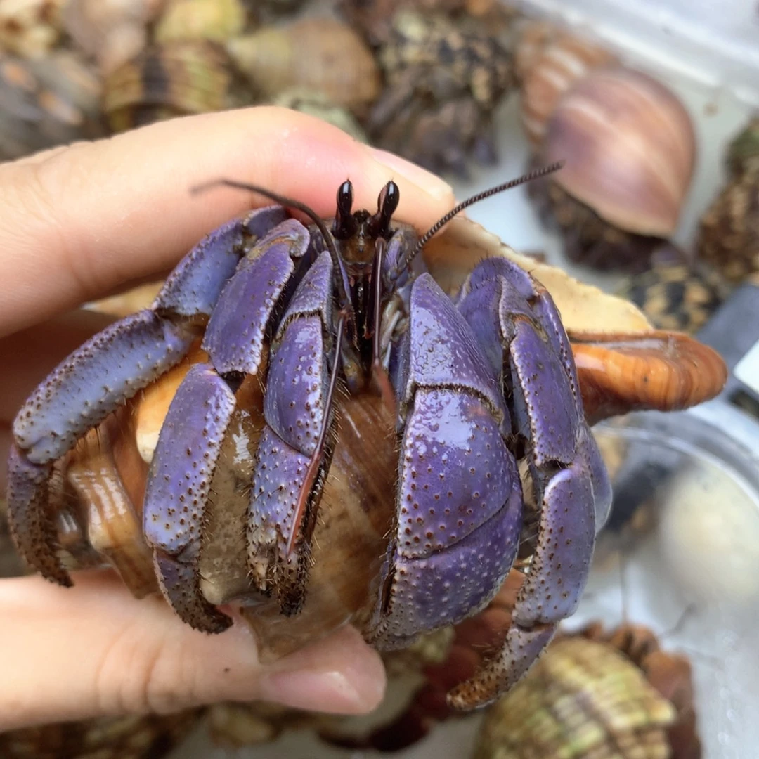 a5大深紫全是通体紫色