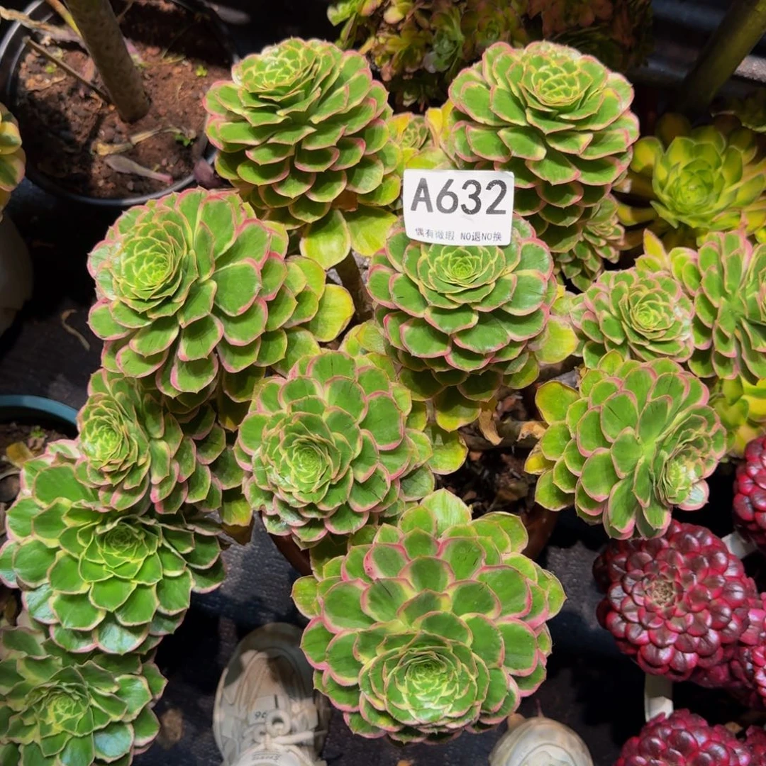五****店632多肉植物法师物流到付