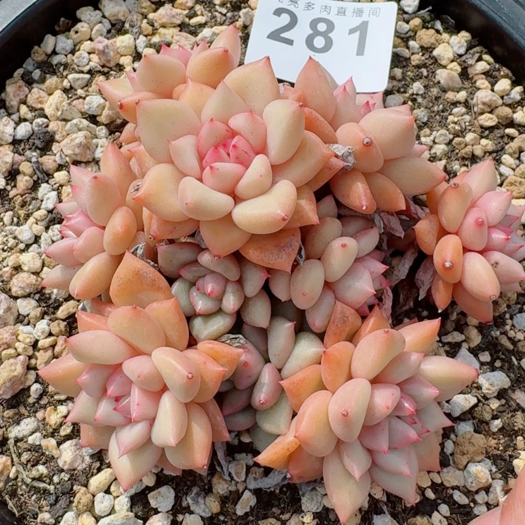 象牙群生      愿你一路坦途，乘风破浪展宏图