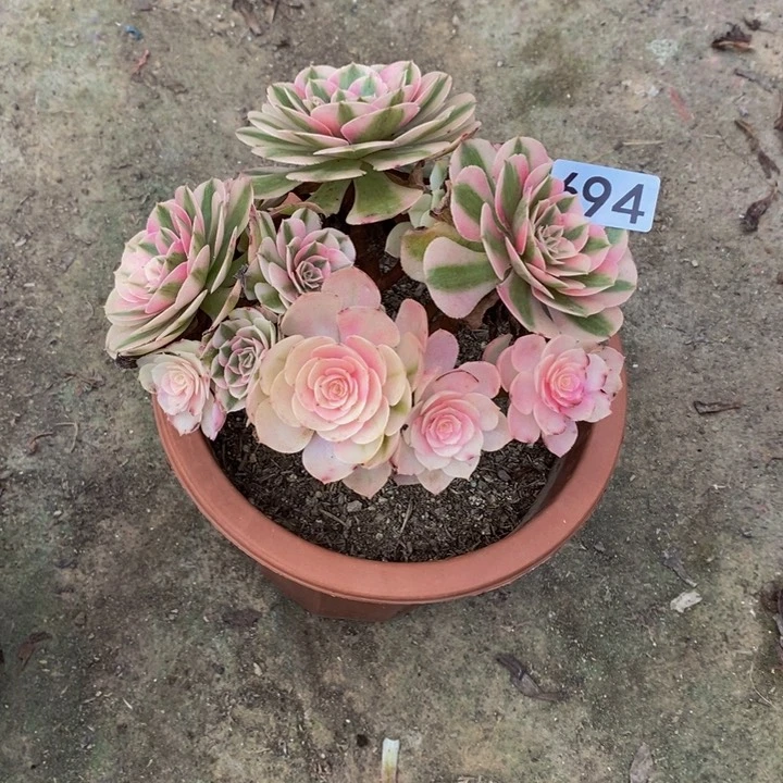 似**年倾城多肉植物694