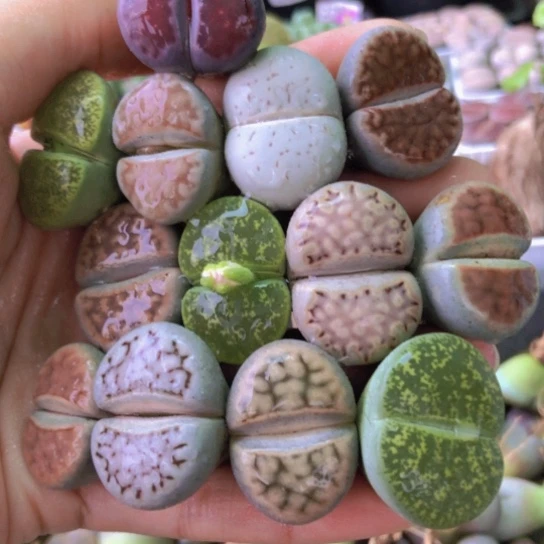 1597，2.3-2.9厘米特价