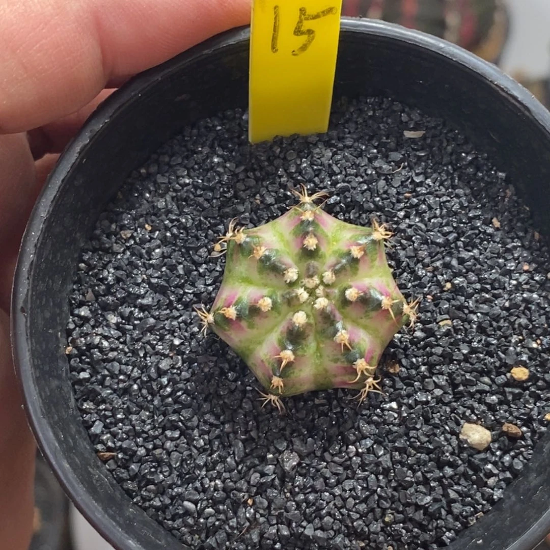 海神—带盆土发货41