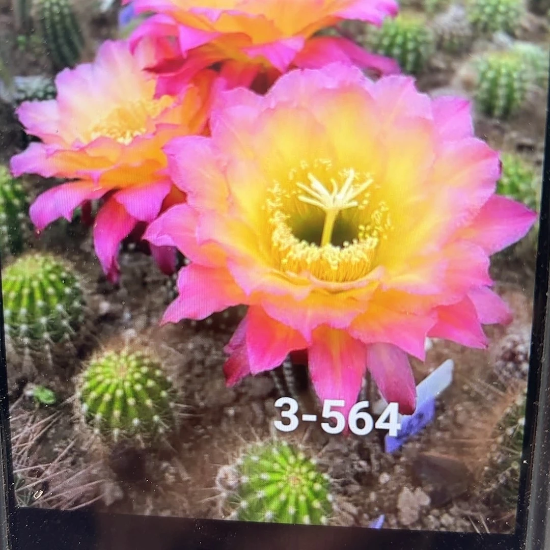 3-564 侧牙20包邮仙人球33