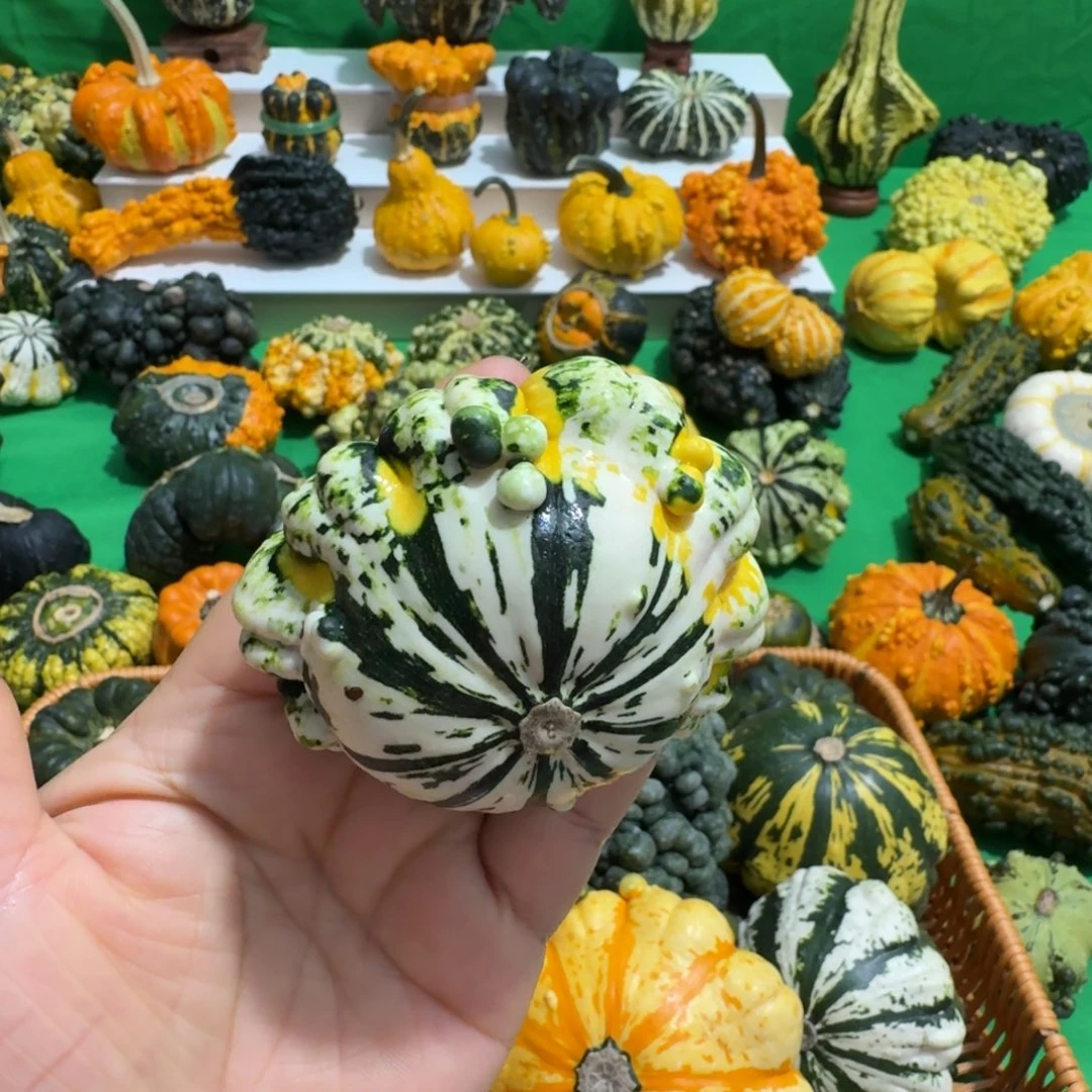 墨西哥七彩葫芦青皮