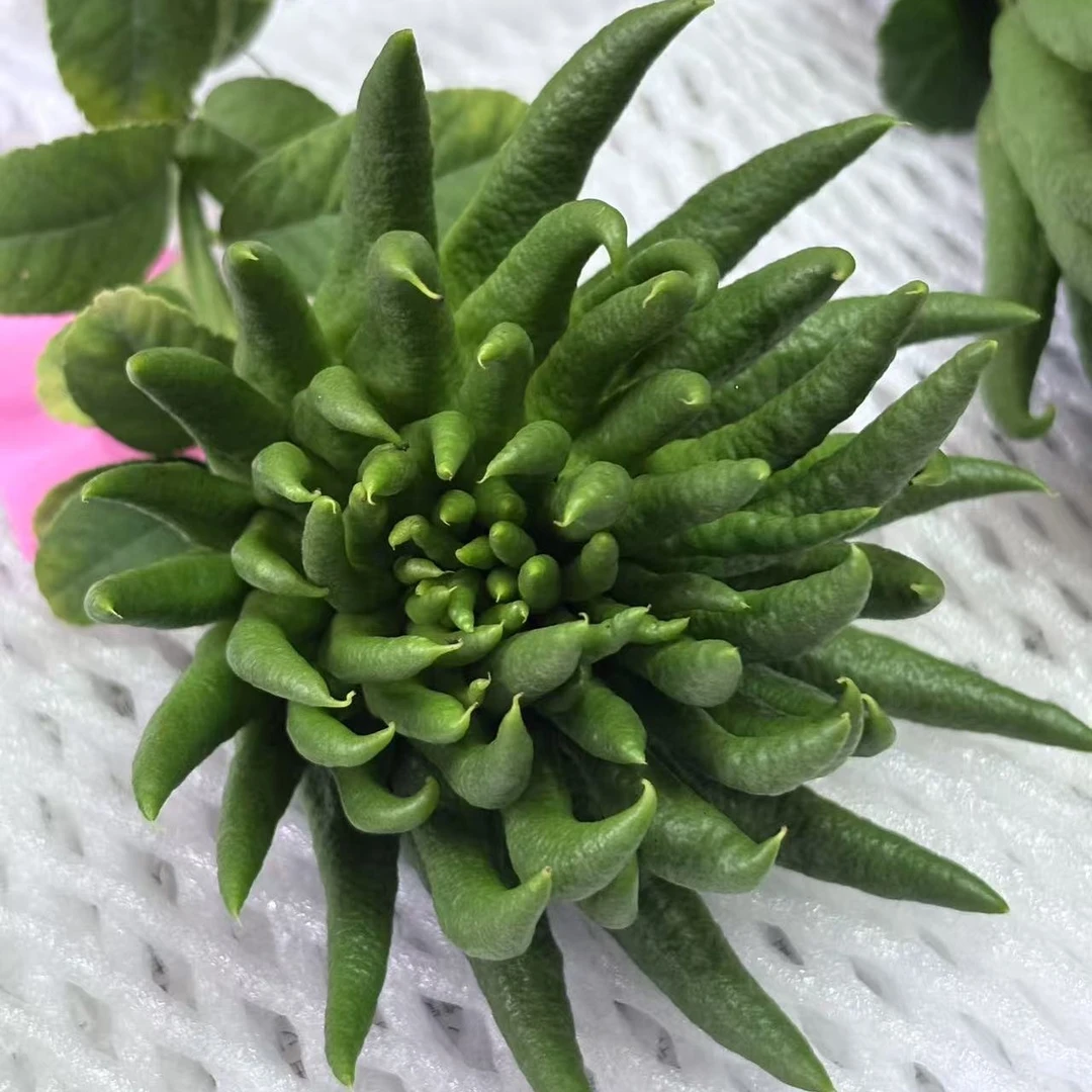 绿植盆栽一物一拍正宗金华佛手带枝水培绿植带果新鲜新鲜佛手果