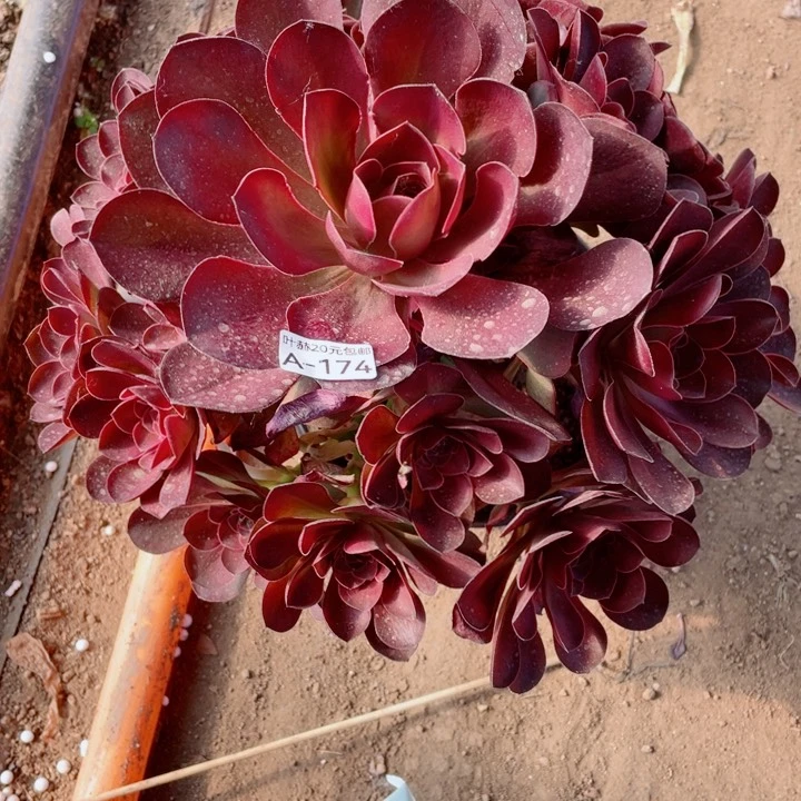 孩****好174魅金玫瑰多肉12345678