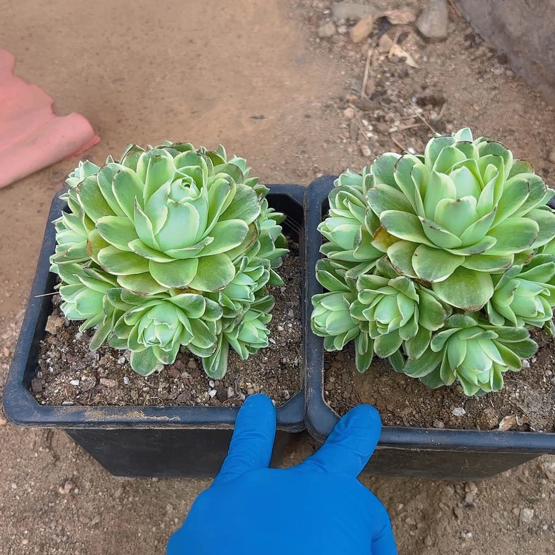 春晓多肉植物两颗