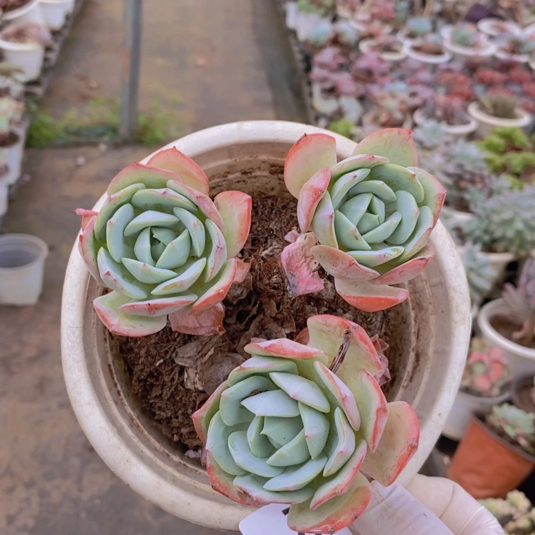 7313果冻恋曲一物一拍