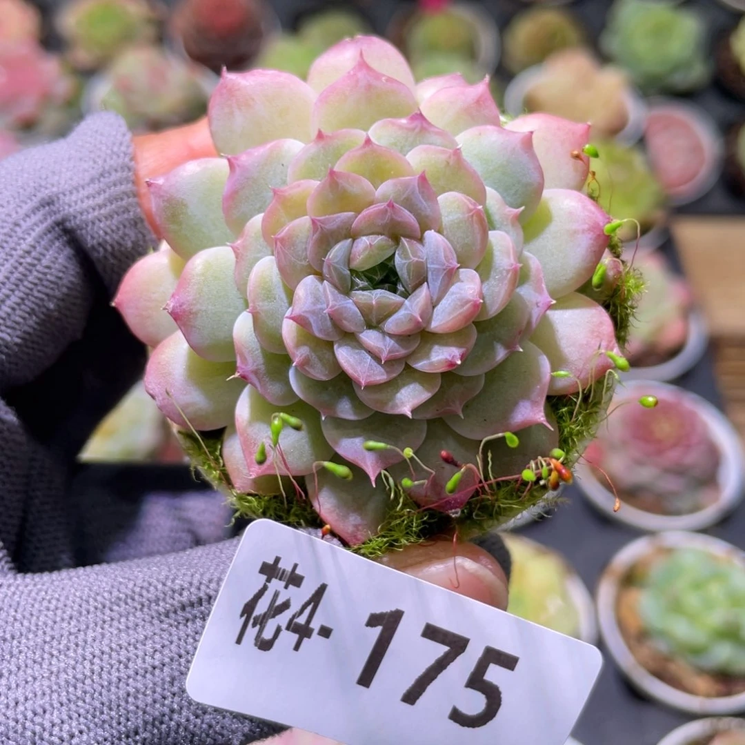 花利美 4-175新品