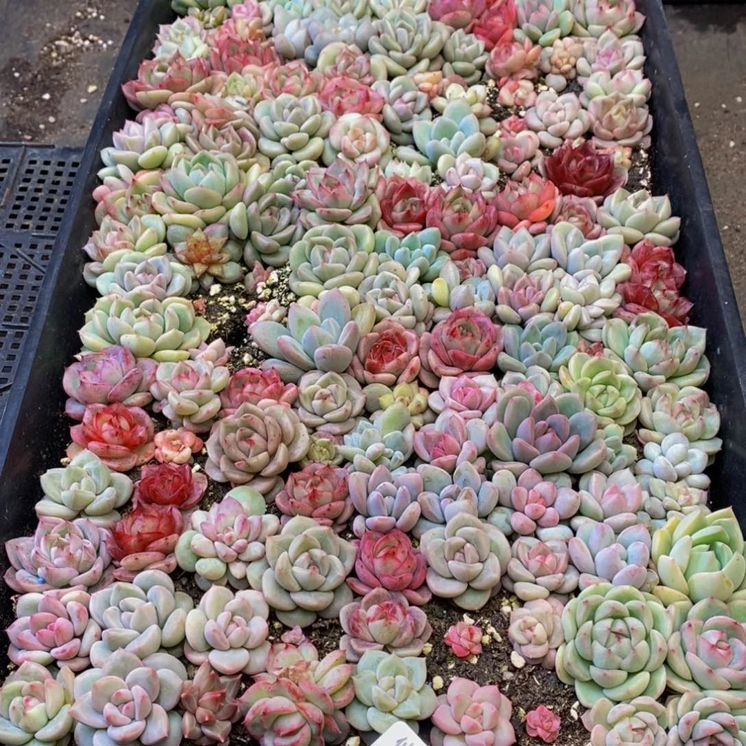 蓝*431多肉植物保护研究所所长助理