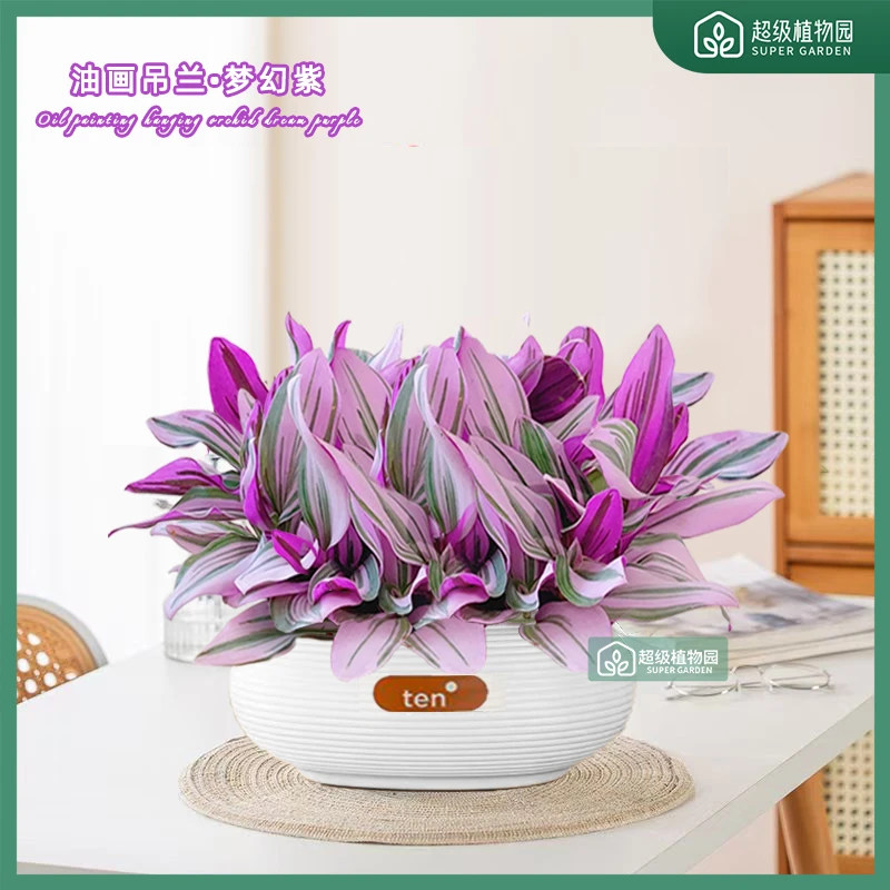 油画婚礼吊兰盆栽花盆垂吊爆盆好养易活紫露兰绿植室内植物