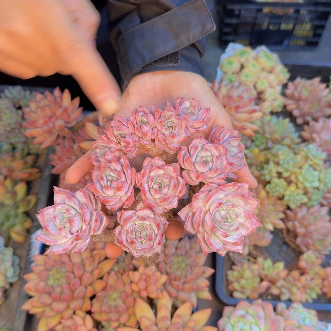 多肉植物的生长发育与
