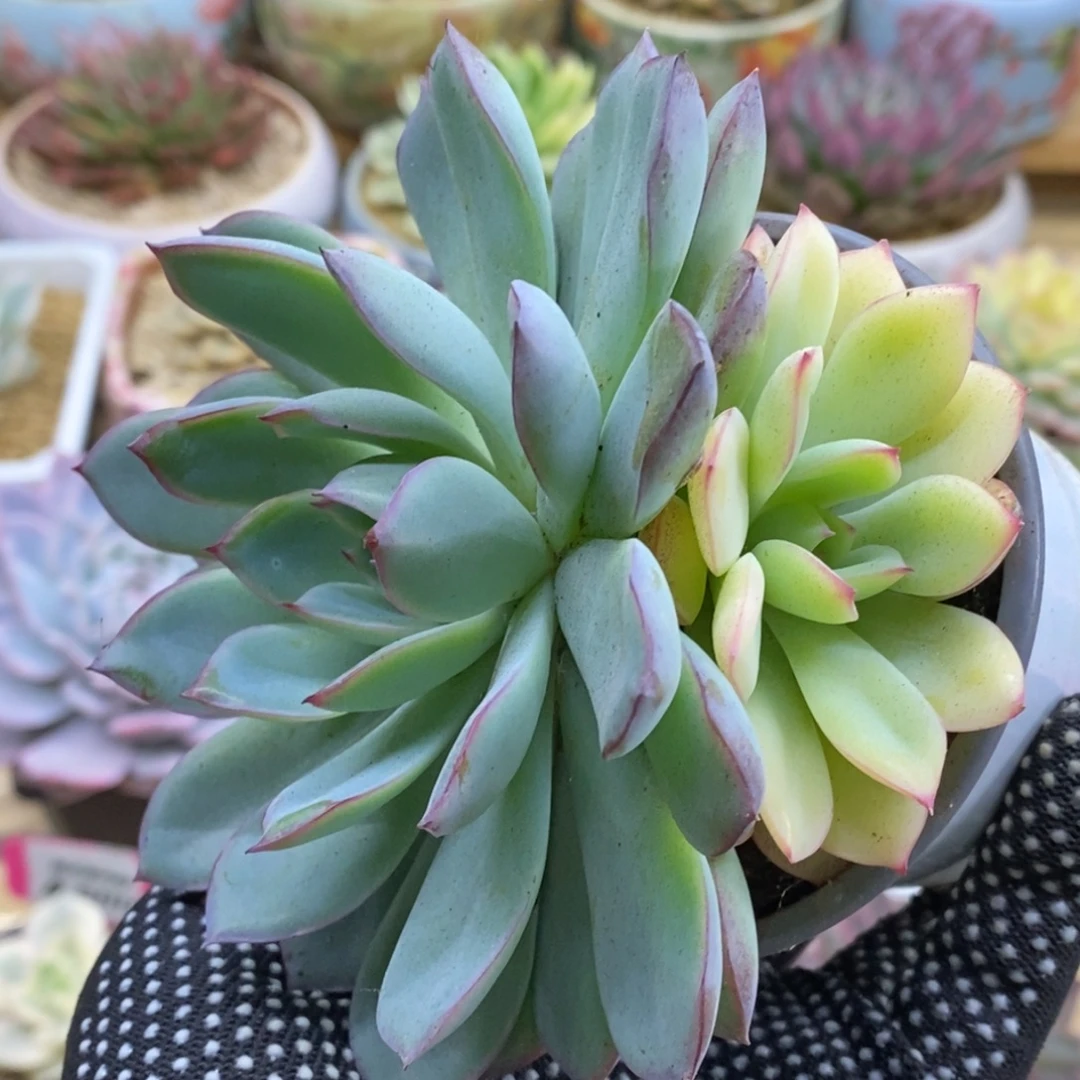 578双头阴阳锦雨燕座