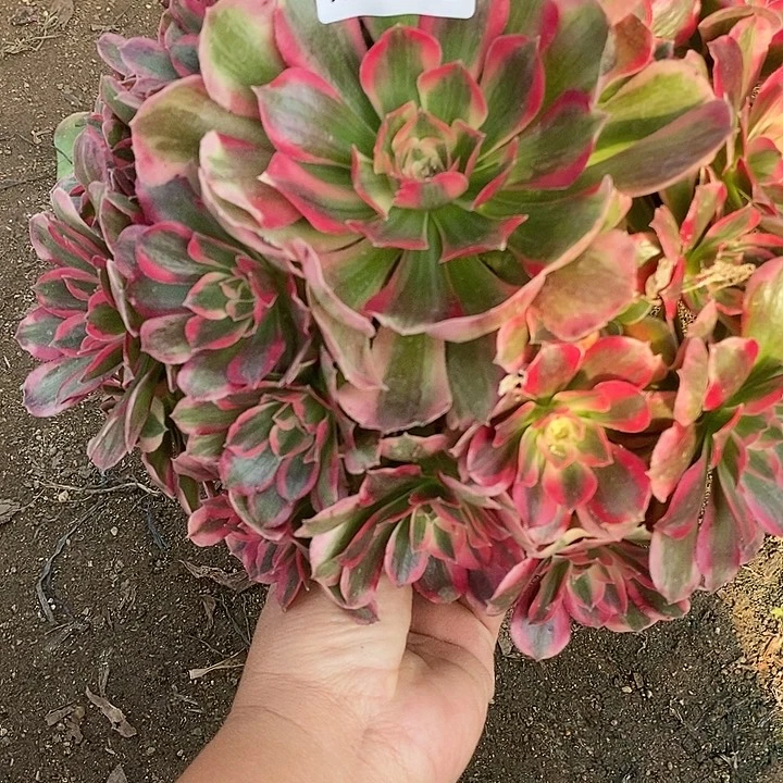 多肉植物七彩755多肉