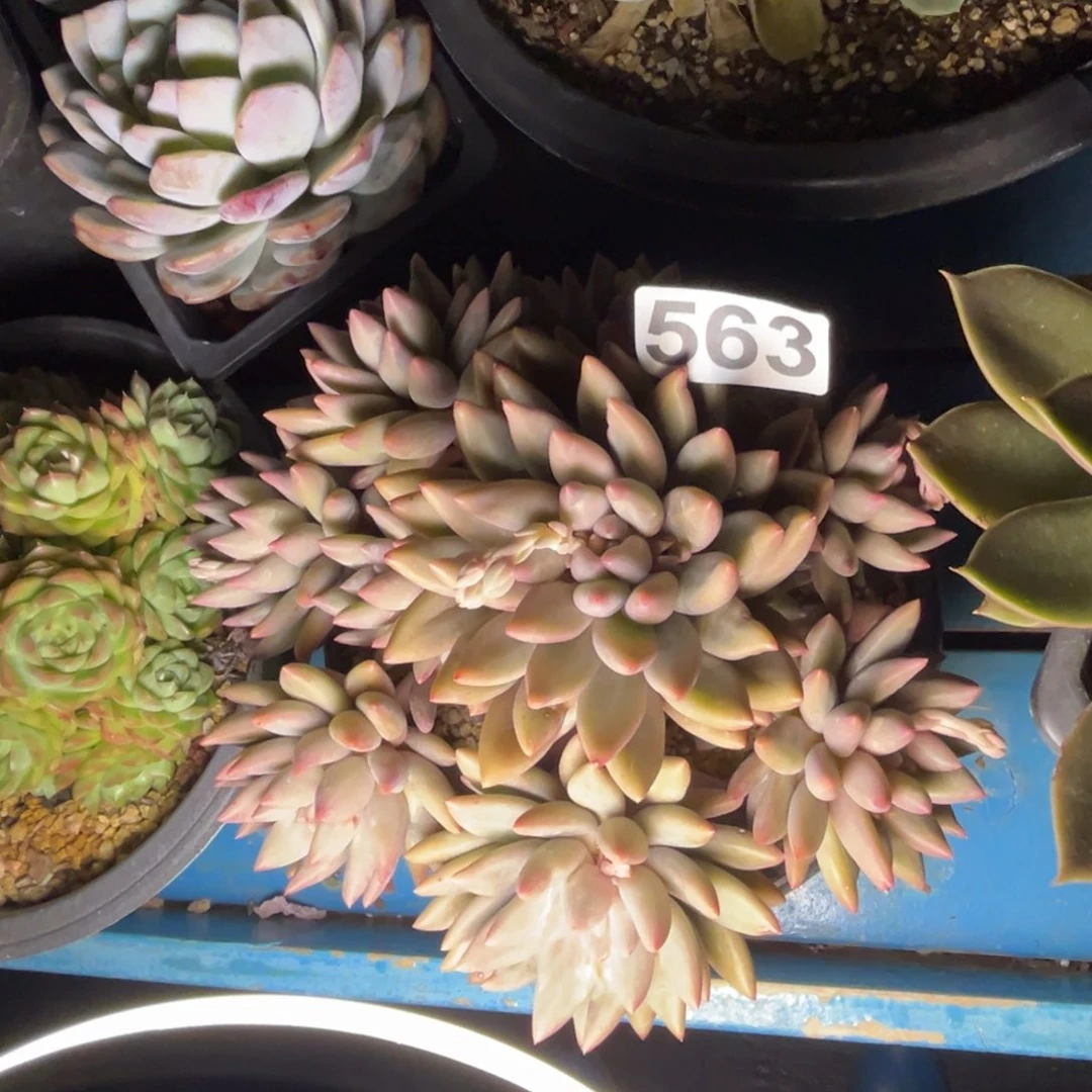 红蜻蜓黄体多肉植物563