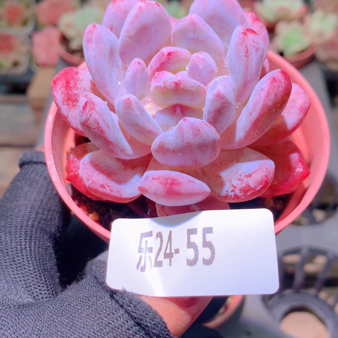 乐然24-55 橙梦露