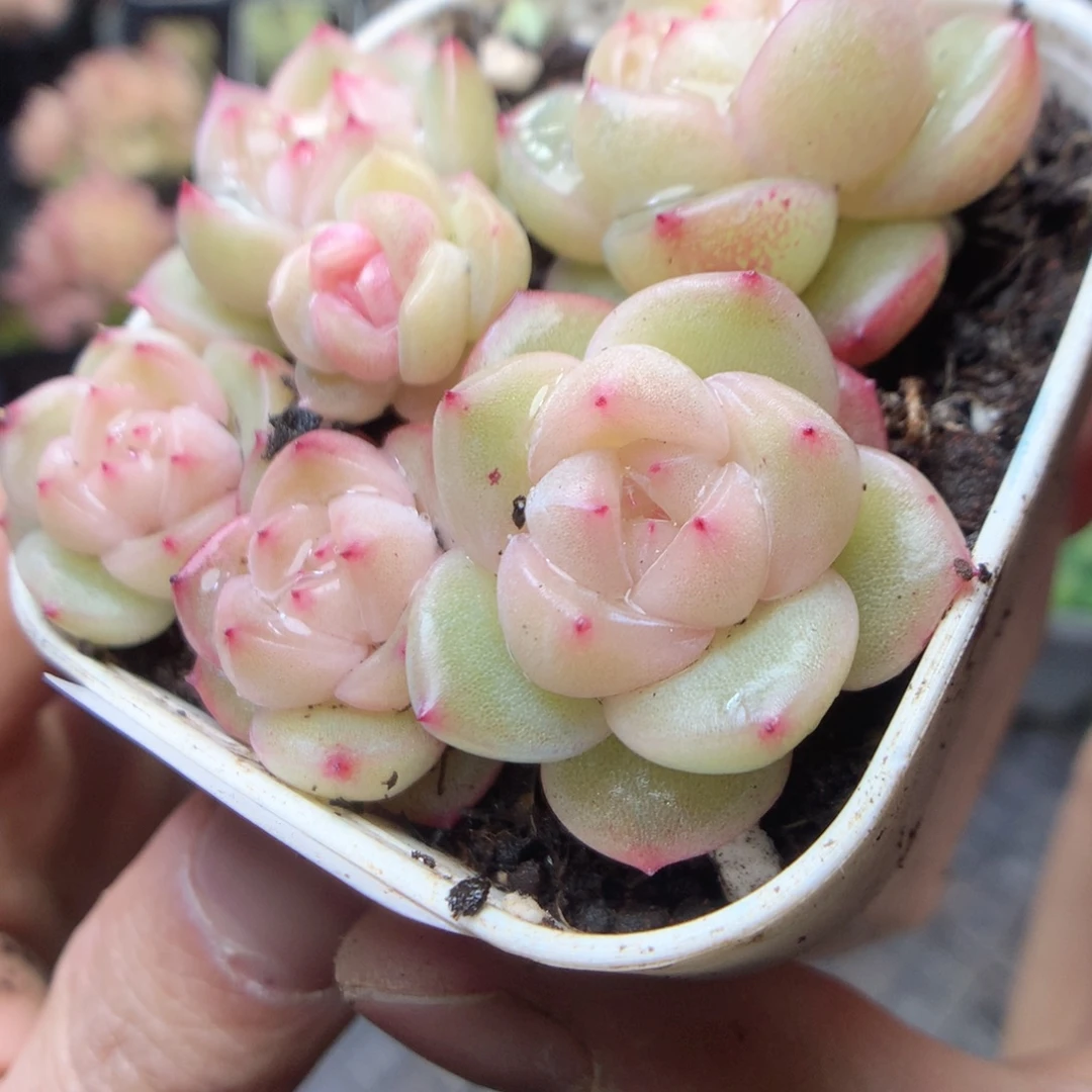 无花朵W29。yyyyyyyy