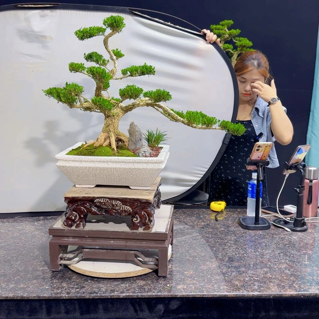 无花朵高端黄杨盆景艺术