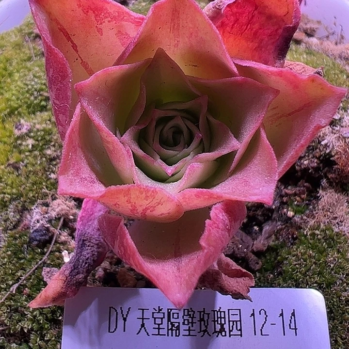 露妮440粉妖姬纹若初新白龙单头