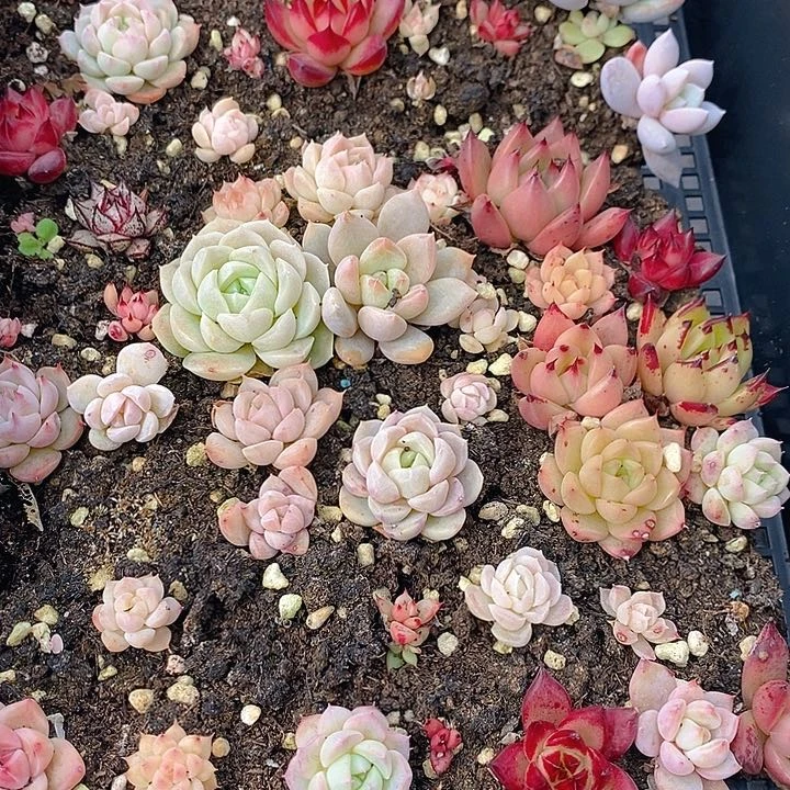 116 多肉植物盆栽花卉植物