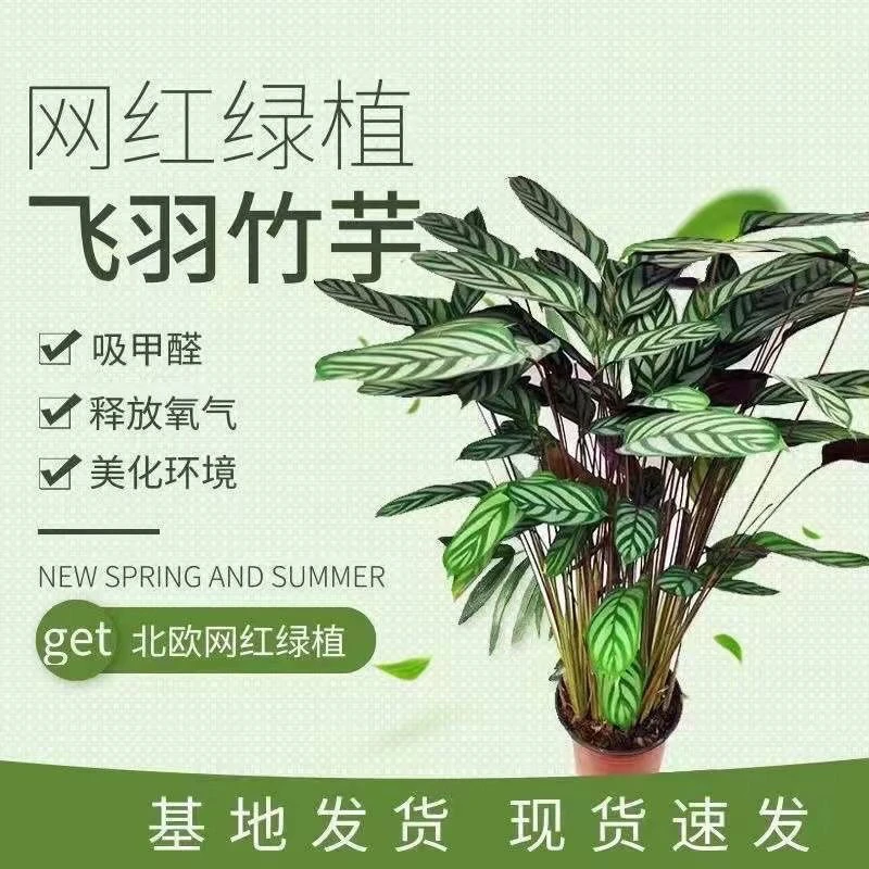 新飞羽竹芋室内植物盆栽竹芋吸甲醛室内四季常青绿植  不含盆