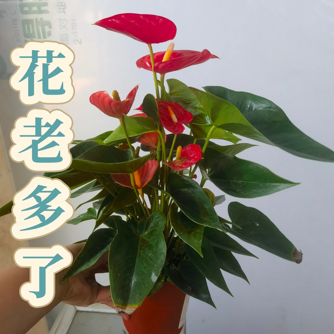 【红掌4-6花14厘米盆径】高度45-55厘米大盆红掌室内懒人花卉