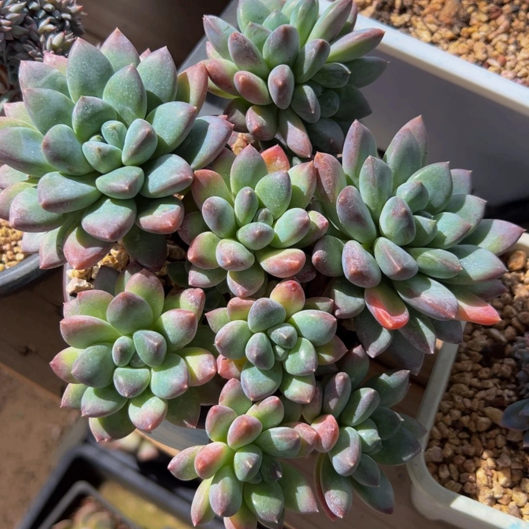 新年快乐 一折 新年快乐