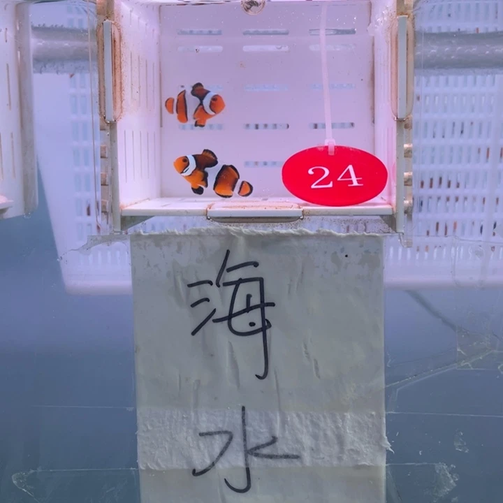 海水鱼精品背心2条3-4