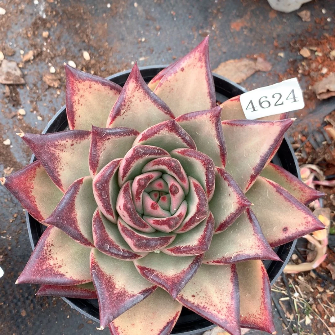 4624杂交多肉植物基地