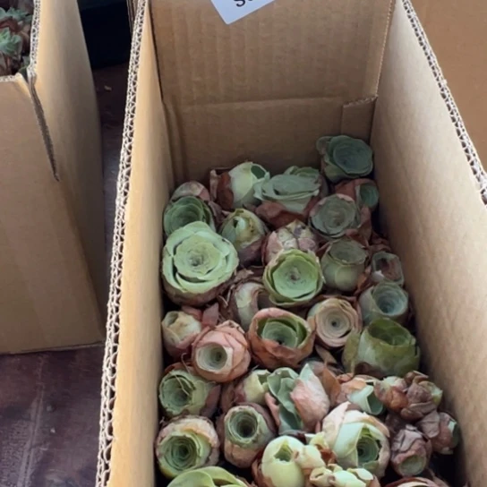 三碗017 多品种一盒量拍
