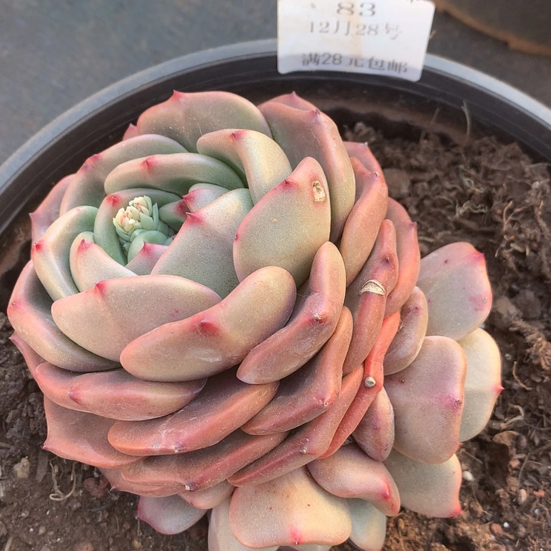 【闪购商品】云83号Q橙10厘米