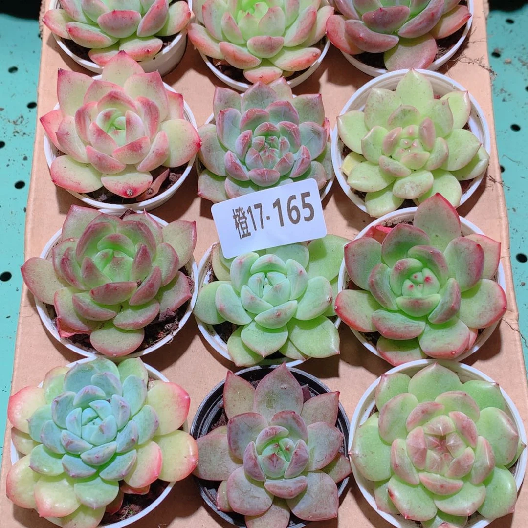 17-165一物一拍多肉带盆18颗