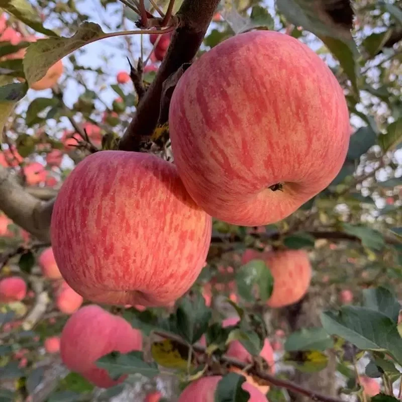 三宝爸甄选新鲜洛川苹果6斤装
