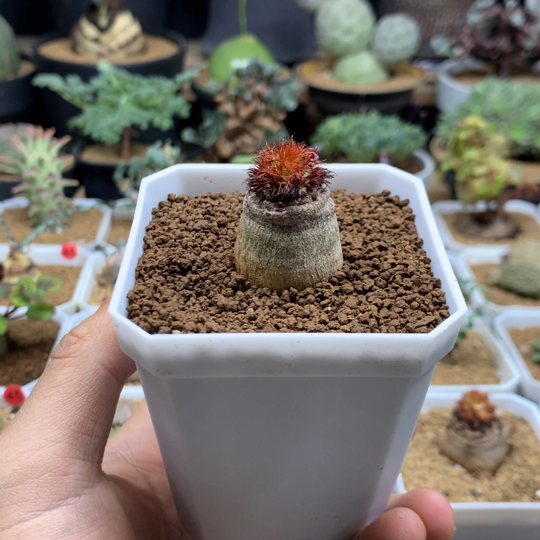 小***易象鼻大戟带盆多肉