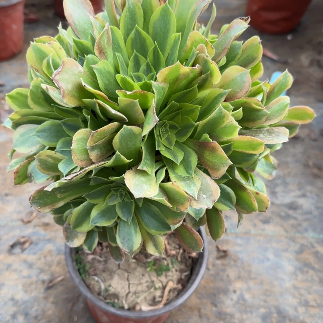 青檬450满20包邮断枝不包