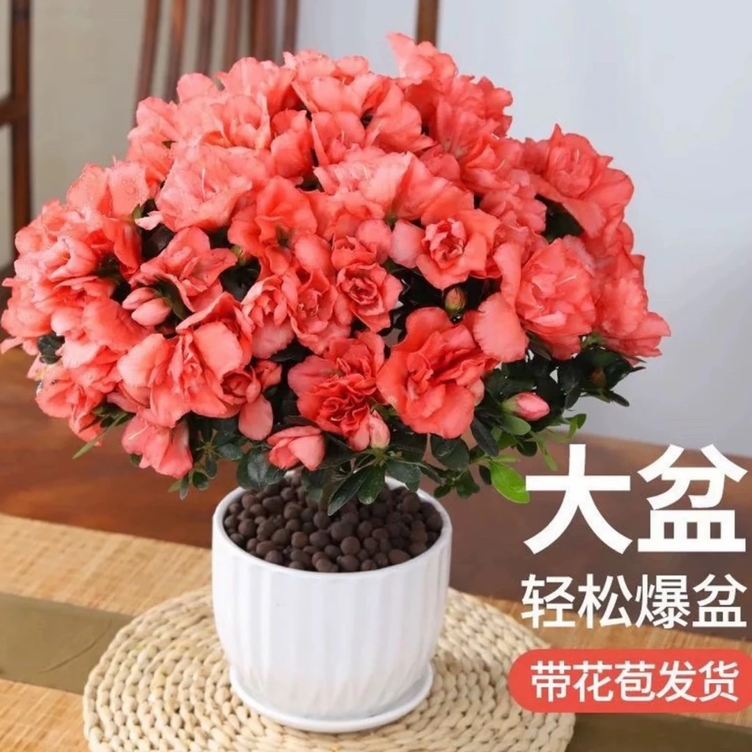 大颗带花苞比利时樱桃红杜鹃花盆栽四季开花室内外好养易活花卉