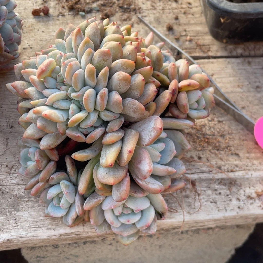 蓝***蓝石榴子星影缀化瑕疵断了个头马儿