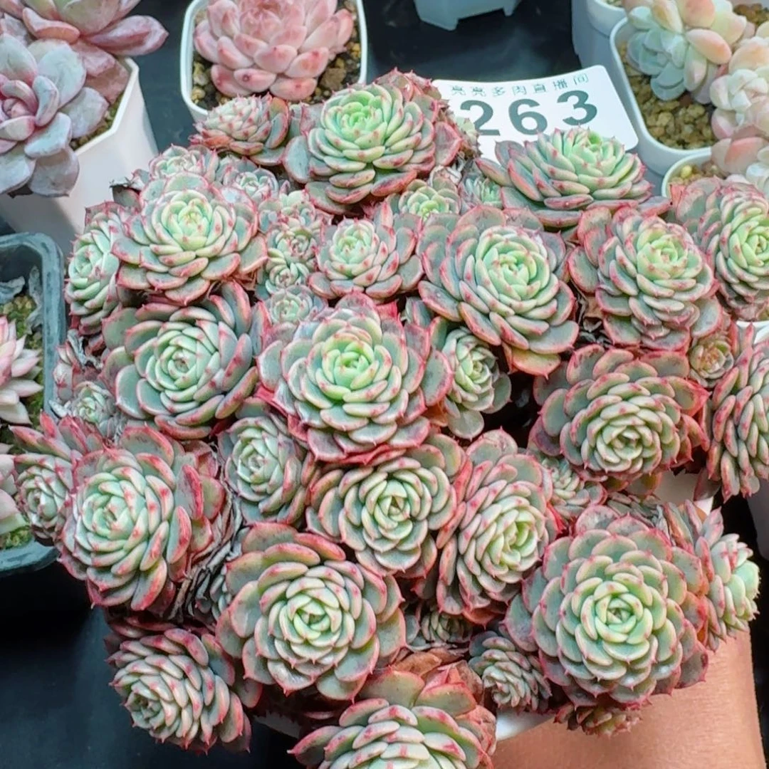 宝贝惊喜      愿你一路坦途，乘风破浪展宏图